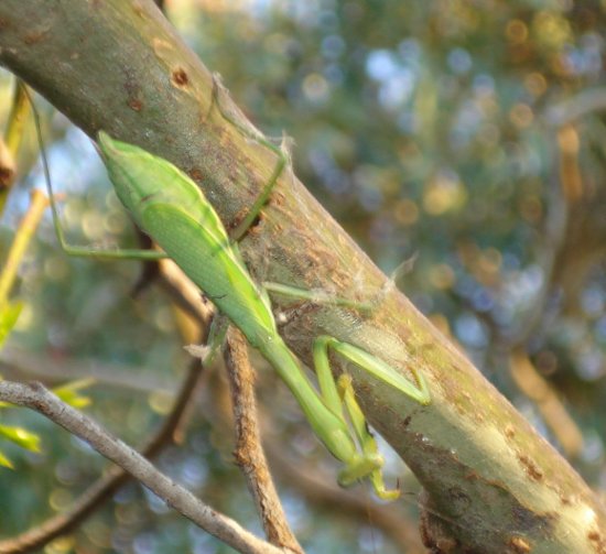 praying mantis