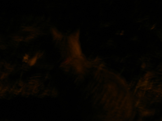 Lulu at night Lulu at night