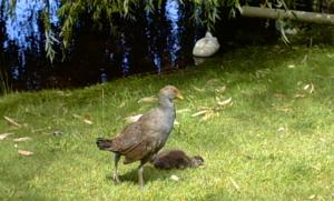 Bird by lake at Country Club Resort,Launceston (2/3/2004)