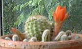 Cactus flowering (17/11/2003)