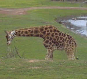 Giraffe 23/7/04