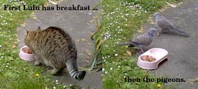 Lulu then

pigeons having breakfast(15/10/03)
