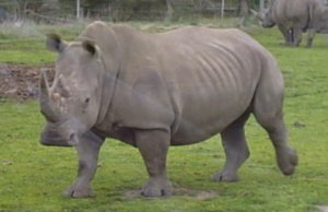 Rhinoceros 23/7/04
